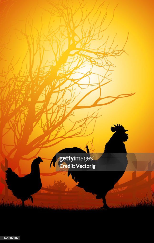 Rooster and Chicken in the morning