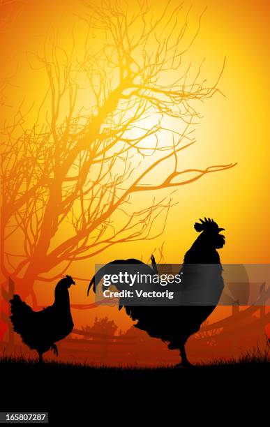 rooster and chicken in the morning - barred plymouth rock chicken stock illustrations