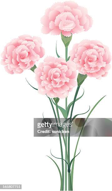 bündel von carnations - carnation flower stock-grafiken, -clipart, -cartoons und -symbole