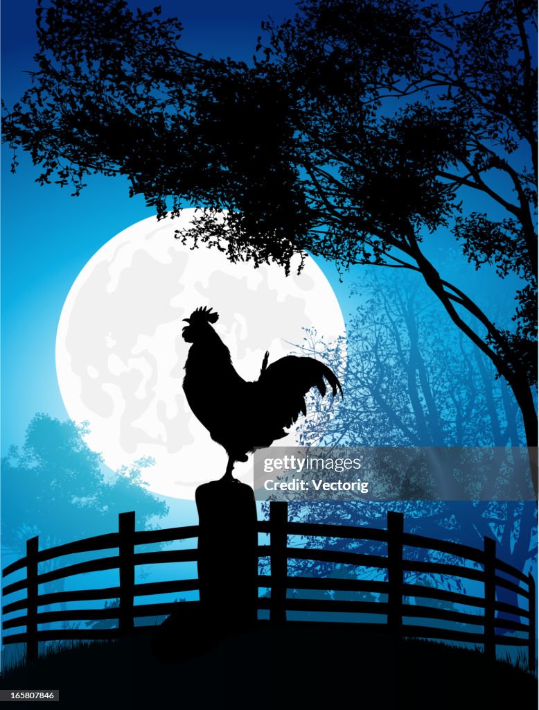 Rooster and Chicken in the morning
