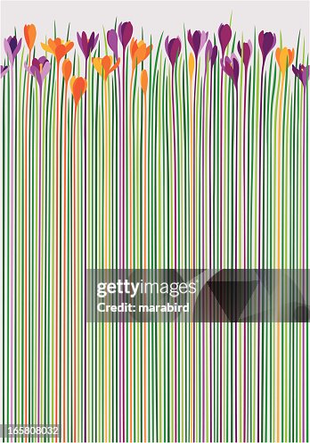Colorful Crocuses as Pattern Colorful Crocuses as Pattern