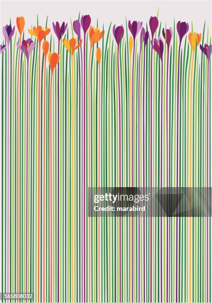 colorful crocuses as pattern - spring flower border vector stock illustrations