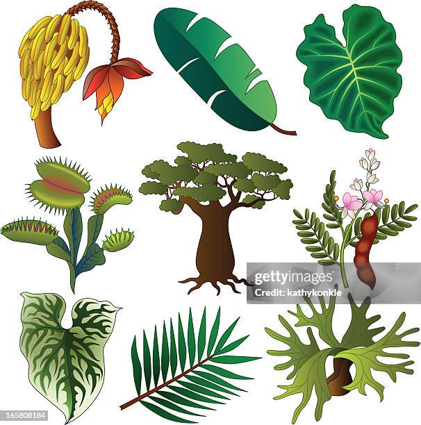 bildbanksillustrationer, clip art samt tecknat material och ikoner med tropical african plants - tamarind