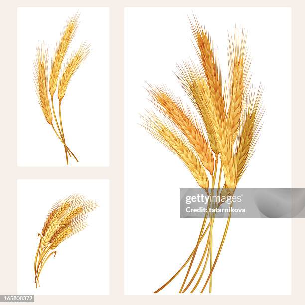 illustrazioni stock, clip art, cartoni animati e icone di tendenza di set di spighe di grano - grano