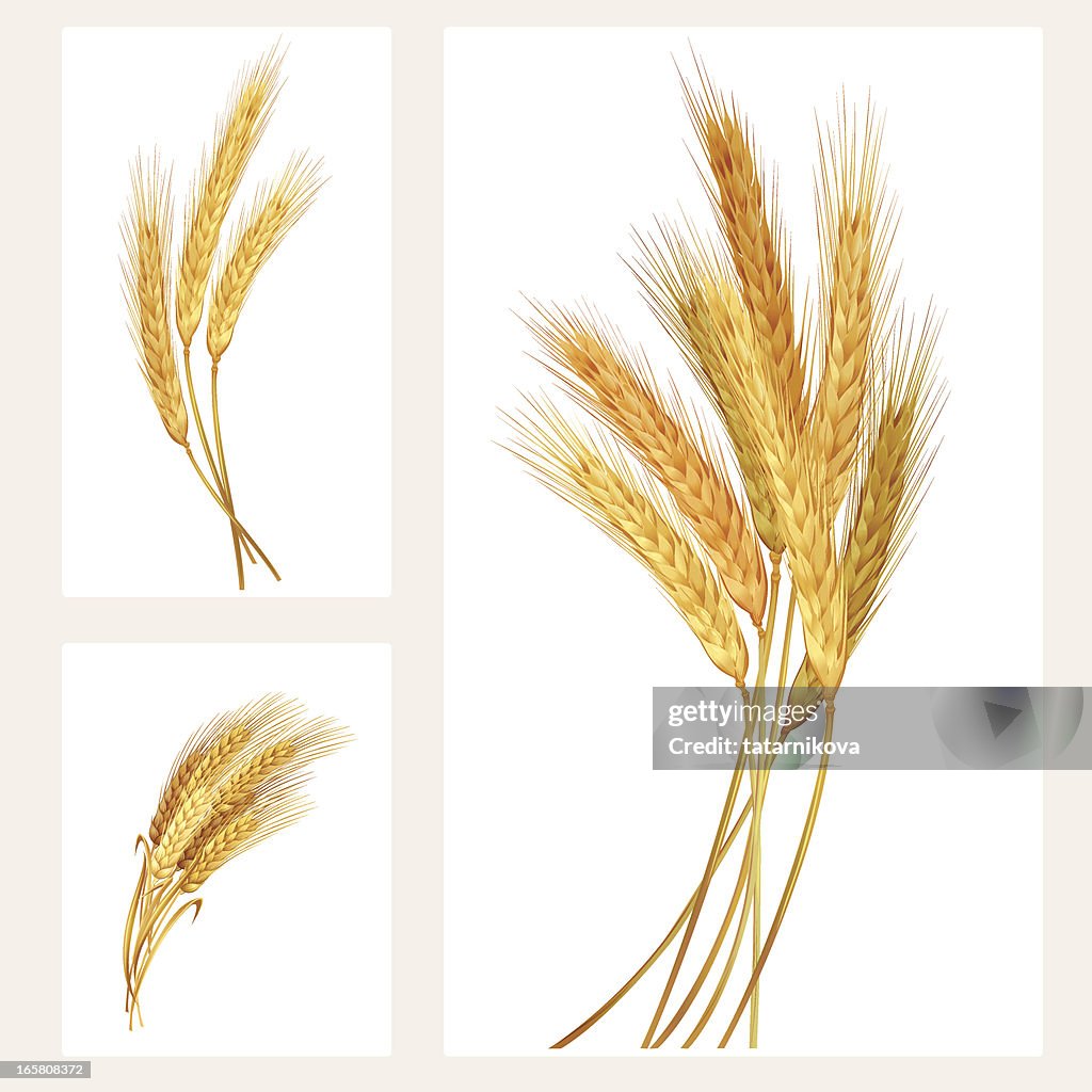 Wheat set