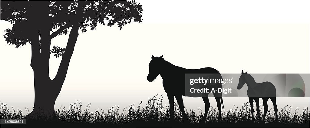 Mare'n Colt Vector Silhouette