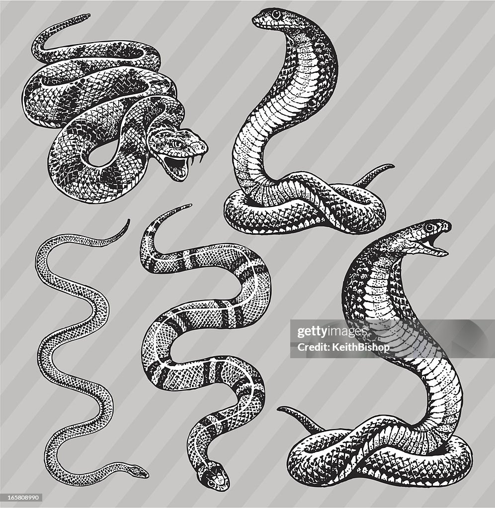 Snakes-Cobra, serpiente real, y de jarretera de cascabel