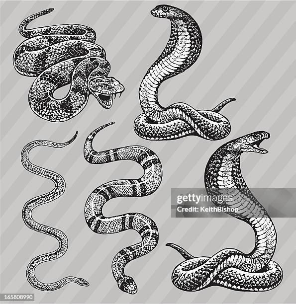 stockillustraties, clipart, cartoons en iconen met snakes - cobra, kingsnake, rattlesnake and garter - cobra snake