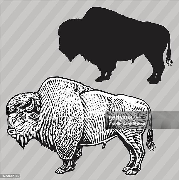 buffalo - american bison - endangered species stock illustrations
