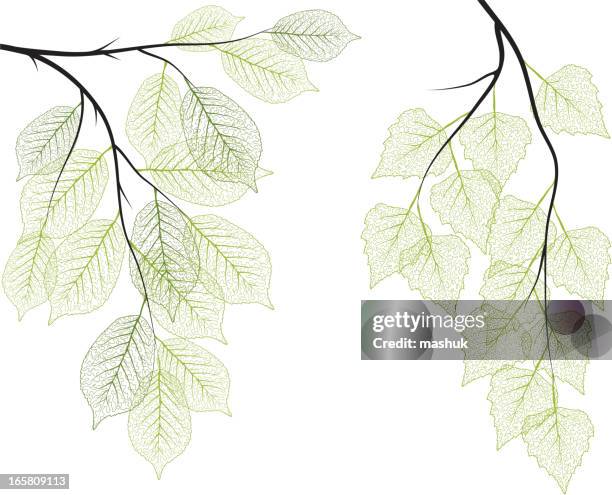 green leaf - maple tree isolated stock illustrations