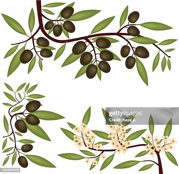 olive filialen, obst und blüte - olivenzweig stock-grafiken, -clipart, -cartoons und -symbole