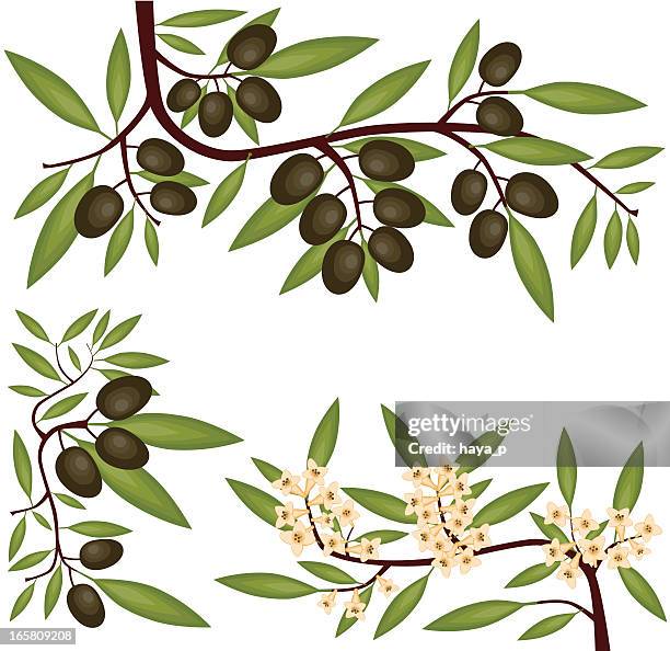 ilustraciones, imágenes clip art, dibujos animados e iconos de stock de olive ramas, frutas y flores de - rama olivo