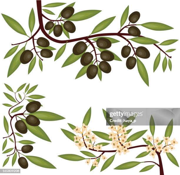 olive branches, fruit and blossom - olive leaf stock illustrations