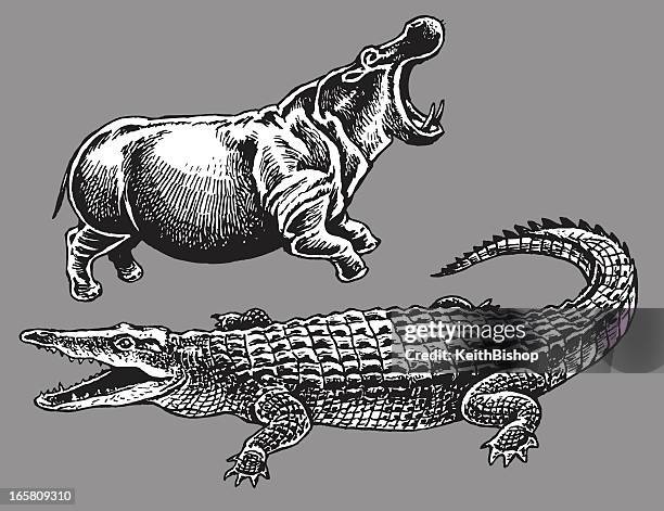 african animals - hippopotamus, crocodile - crocodile stock illustrations