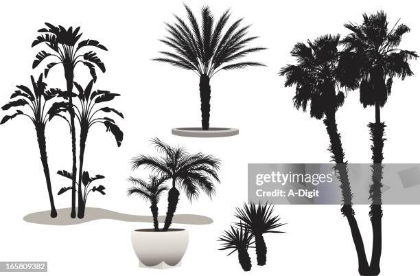 palmy vector silhouette - palm tree shadow stock illustrations