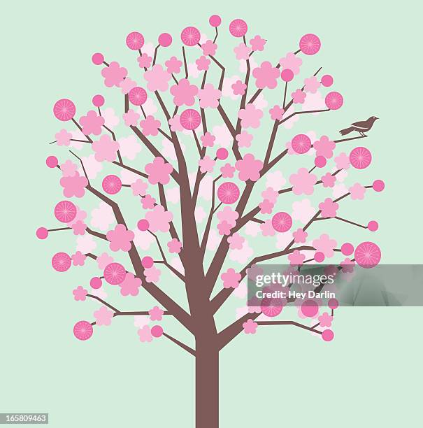 spring blossoms - cherry tree stock illustrations