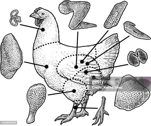 poultry meat cuts - chicken - animal internal organ stock illustrations