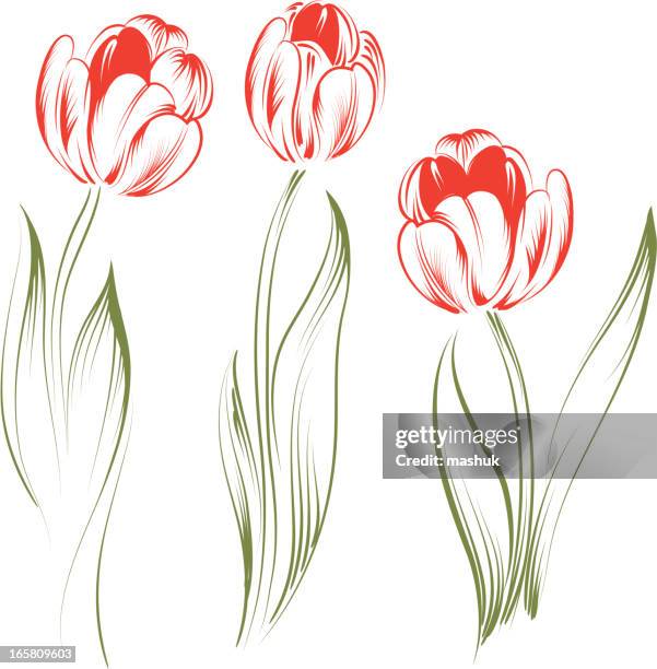 tulips - tulip stock illustrations