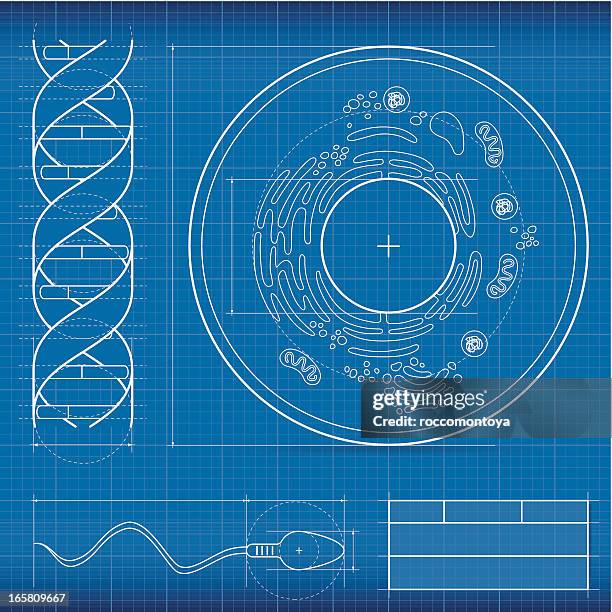 blueprint, biologie - human cell stock-grafiken, -clipart, -cartoons und -symbole