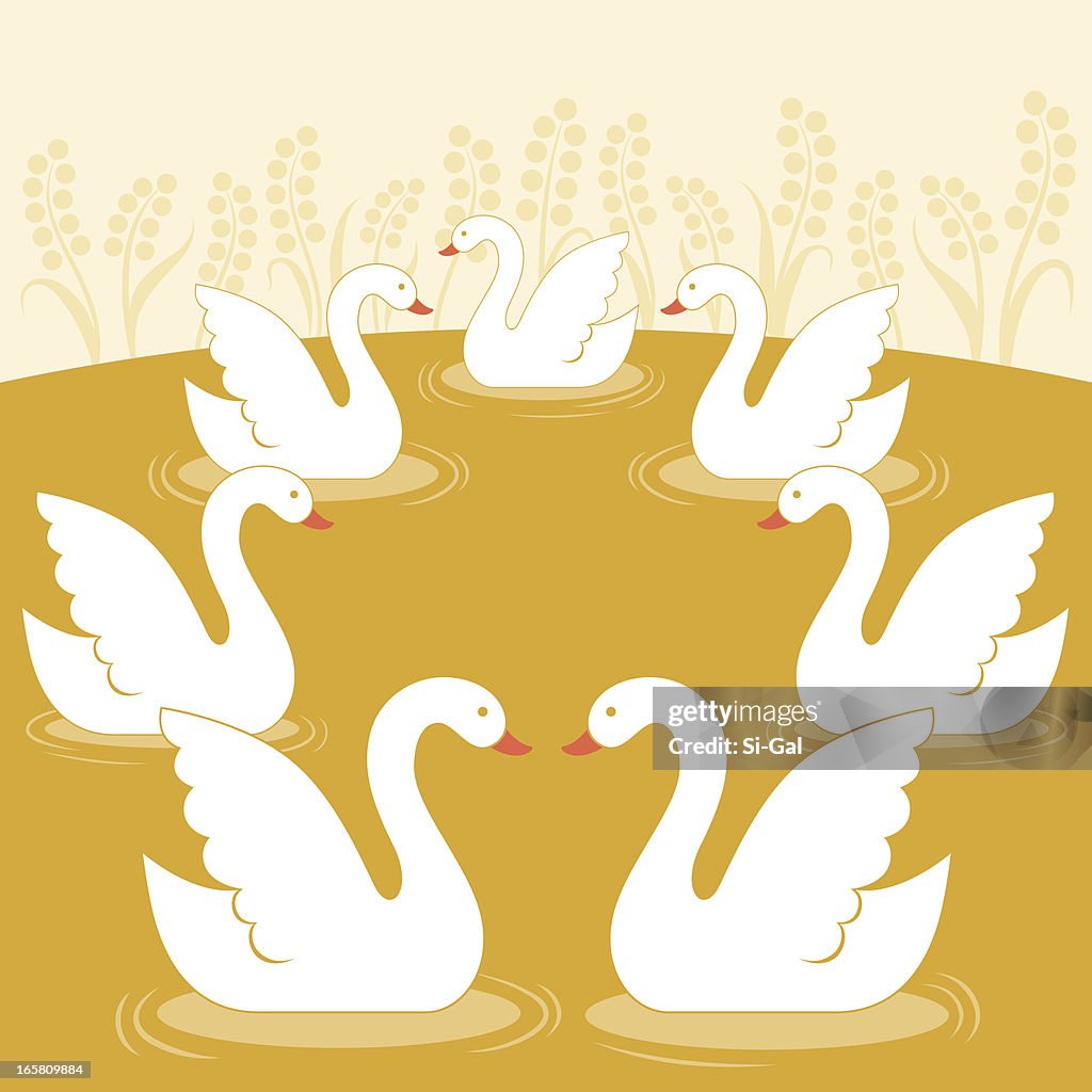 Seven Swans a Swimming