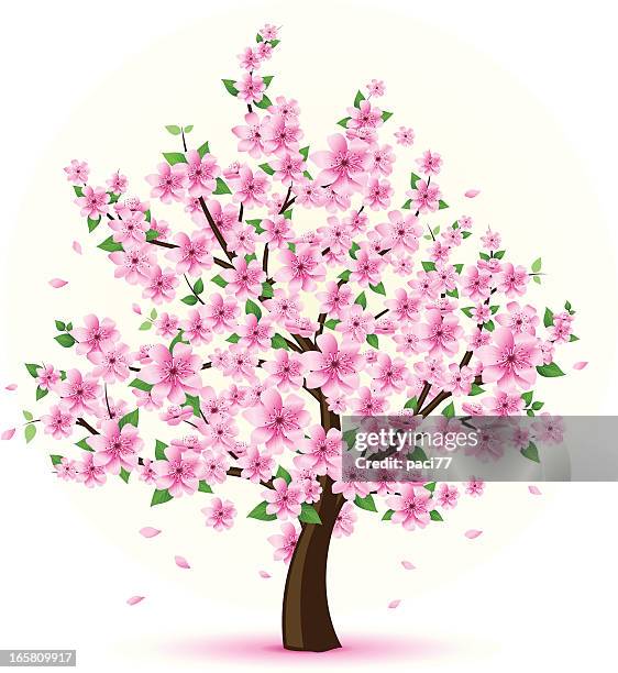 illustrations, cliparts, dessins animés et icônes de arbre fleur - peach blossom