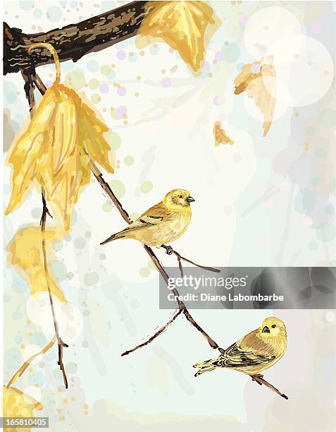 goldfinches perched in a fall tree - finch stock illustrations