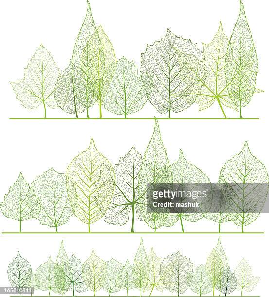 frühling-wald - leaf with veins stock-grafiken, -clipart, -cartoons und -symbole