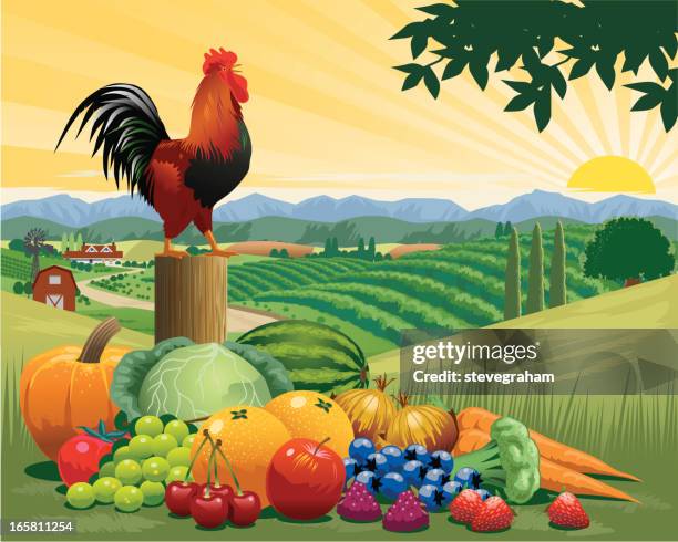 ilustraciones, imágenes clip art, dibujos animados e iconos de stock de la harvest - col