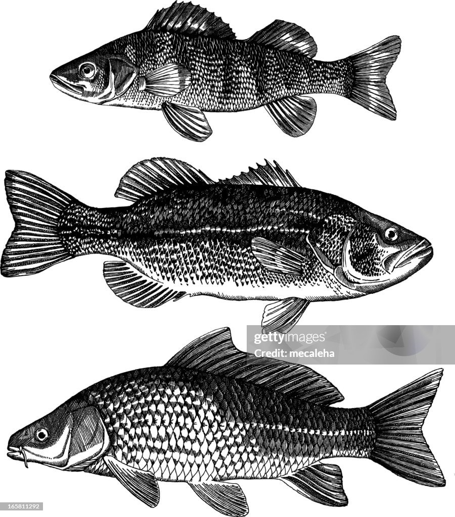Perch, Bass, Carp