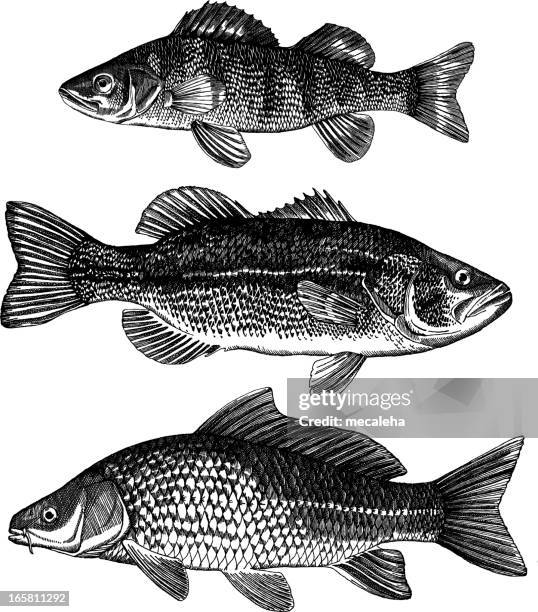 perch, bass, carp - carp stock illustrations