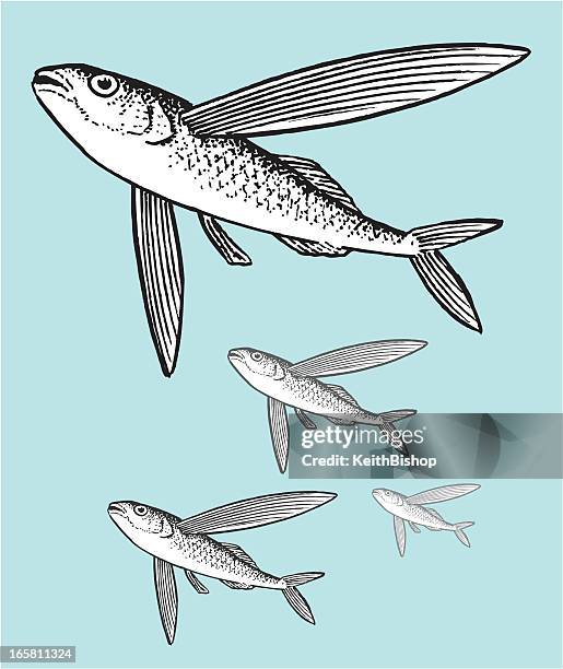 flying fisch - meeresfisch stock-grafiken, -clipart, -cartoons und -symbole
