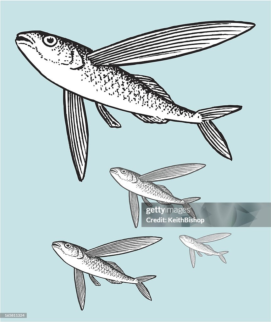 Flying Fish Abstract Flying Fish Illustration