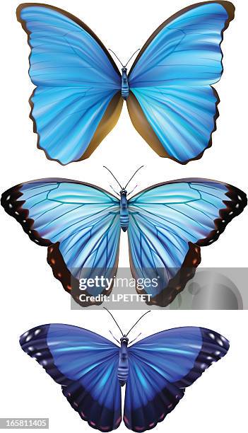 blue morpho-vektor-illustration - morpho butterfly stock-grafiken, -clipart, -cartoons und -symbole