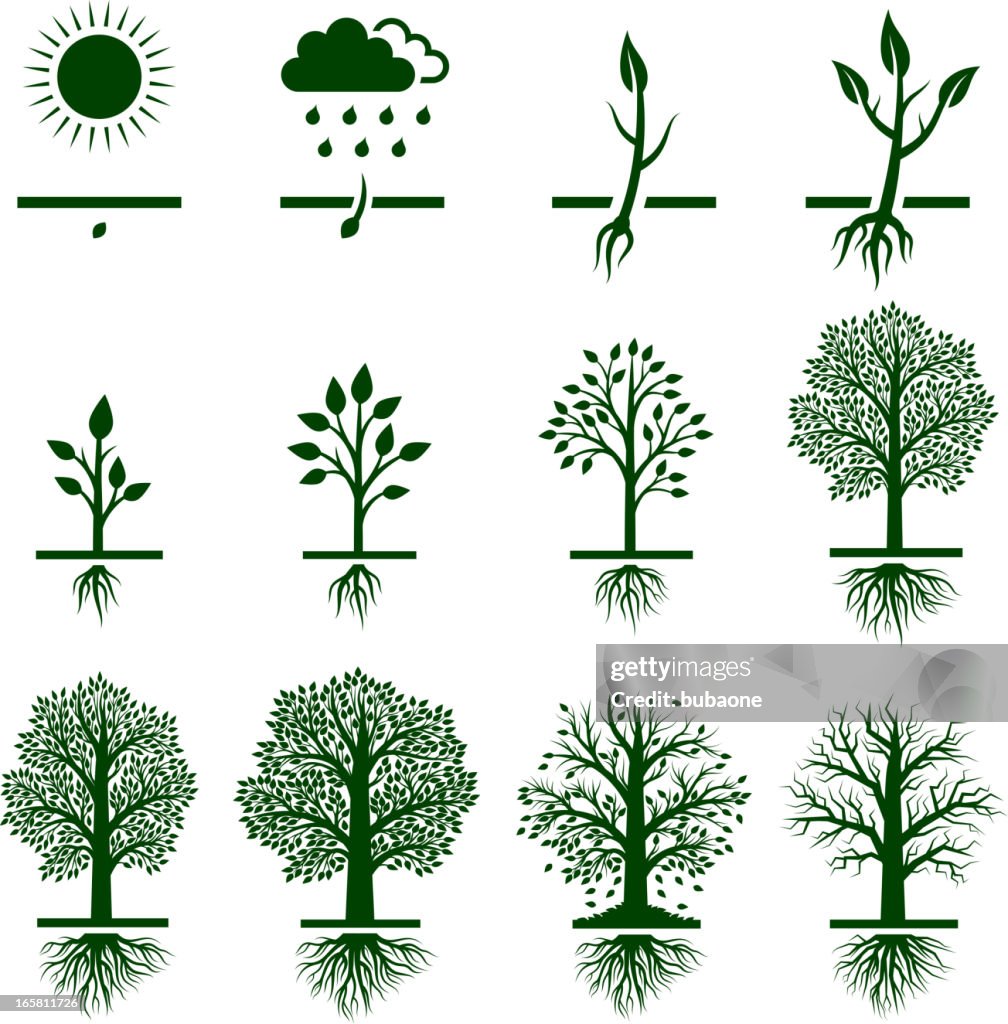 Árbol creciente crecimiento ciclo de vida conjunto de iconos vectoriales sin royalties