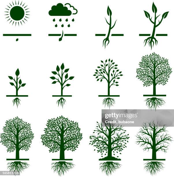 ilustrações, clipart, desenhos animados e ícones de árvore crescendo crescimento ciclo de vida do vetor royalty free conjunto de ícones - criação