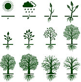 Tree Growing growth life cycle royalty free vector icon set