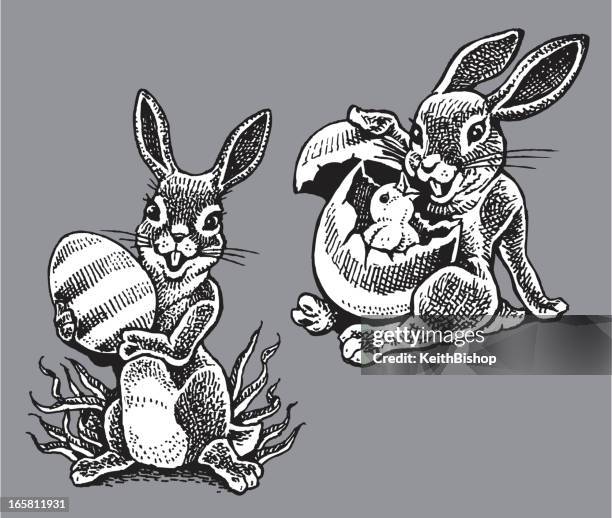 Jack Rabbit Vector Photos and Premium High Res Pictures - Getty Images