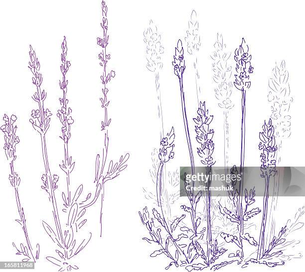 15,974 Lavender Wallpaper Photos and Premium High Res Pictures - Getty  Images