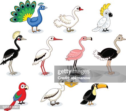 Birds Birds