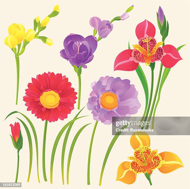 set of spring flowers (gerbera daisy, tigridia, freesia) - gerbera stock illustrations