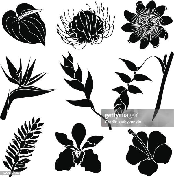ilustraciones, imágenes clip art, dibujos animados e iconos de stock de flores tropicales - orquidea