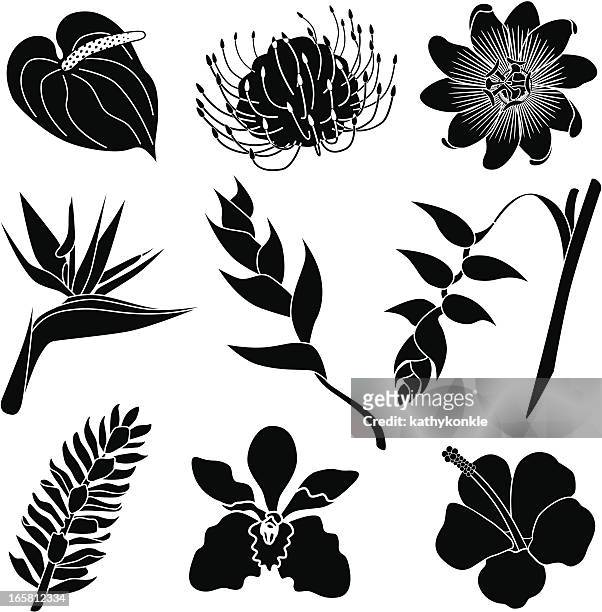 tropical flowers - stencil stock illustrations