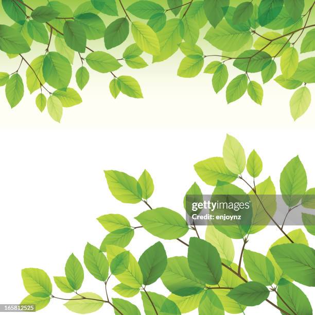 stockillustraties, clipart, cartoons en iconen met green leaves background - leaf forest