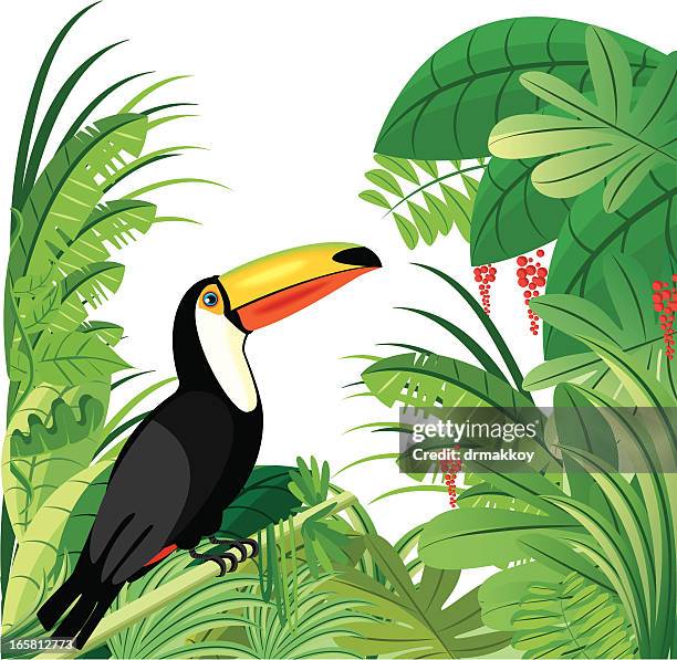 stockillustraties, clipart, cartoons en iconen met toucan and tropical rainforest - mexico v costa rica