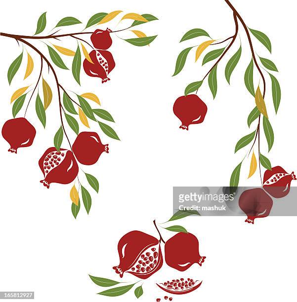 an illustration of a pomegranate tree - pomegranate stock illustrations