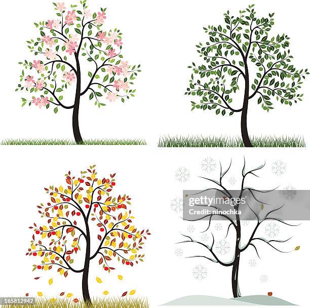 ilustraciones, imágenes clip art, dibujos animados e iconos de stock de seasons - apple blossom tree