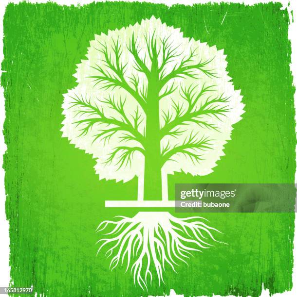 Maple Tree Roots Vector 439 Maple Tree With Roots Stock Photos, High-Res Pictures, and Images ...