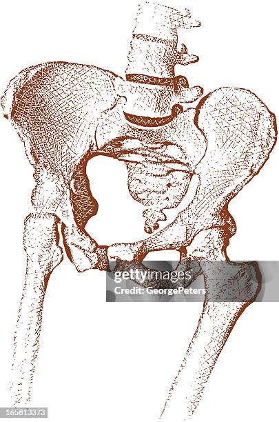hip joint - hip replacement stock illustrations