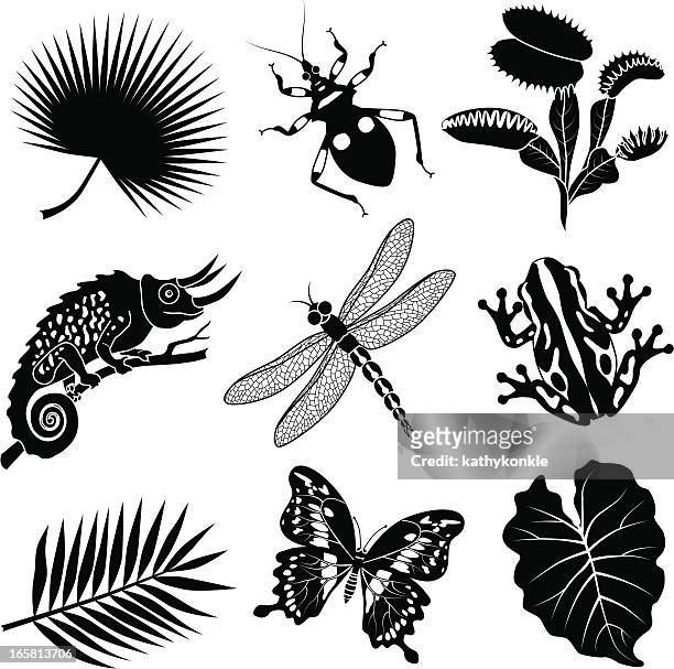tropical flora and fauna - chameleon stock illustrations