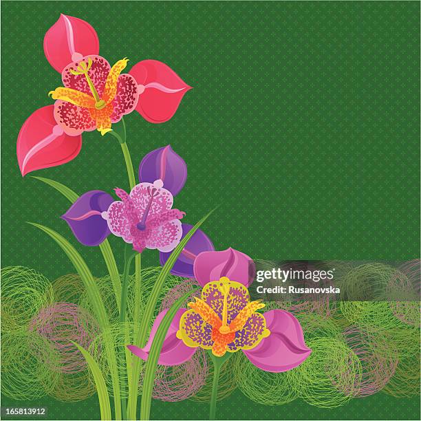 spring tigridias einladung - easter lily stock-grafiken, -clipart, -cartoons und -symbole